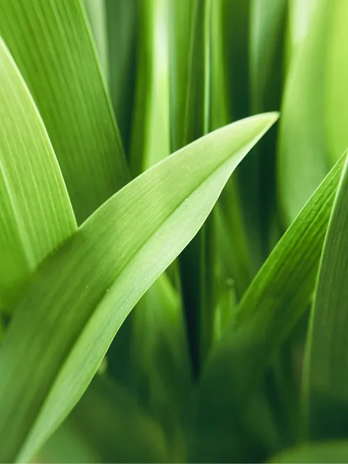 Protection You Can Trust. Where expert care, natural protection and gentle design come together to safeguard the youngest lives.